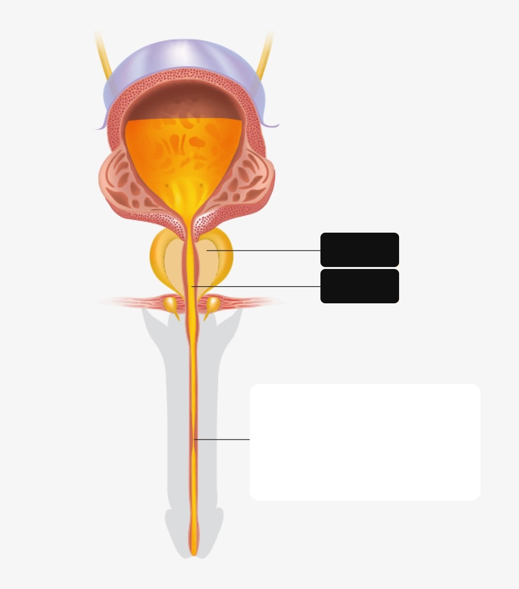 Illustration of the urethral structure