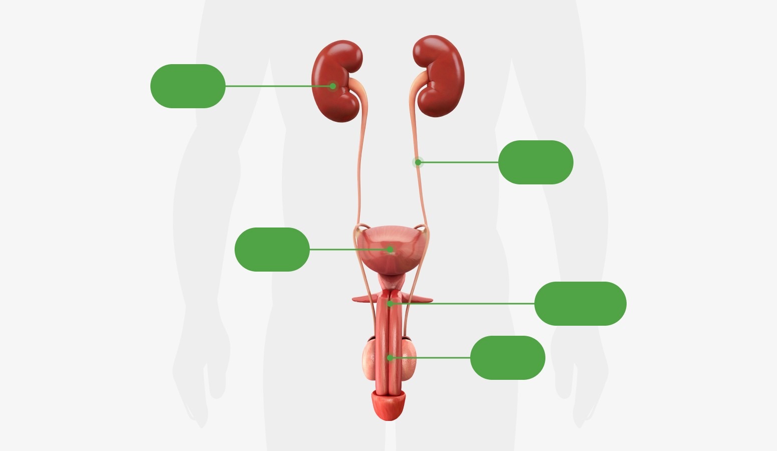 Kidney, ureter, bladder, prostate, urethra