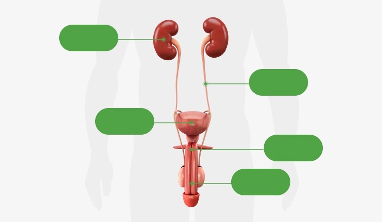 Kidney, ureter, bladder, prostate, urethra