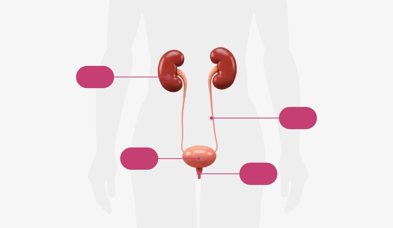 Kidney, ureter, bladder, urethra