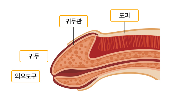 귀두를 드러내는 수술