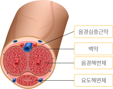 정상 발기된 음경의 단면