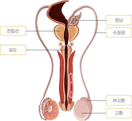 정관은 정자가 정낭으로 이동하는 통로