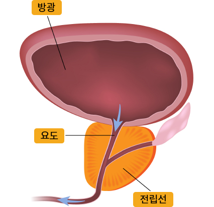 정상 전립선 