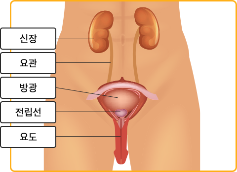 남성의 비뇨기계