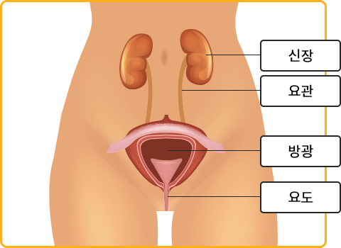 여성의 비뇨기계