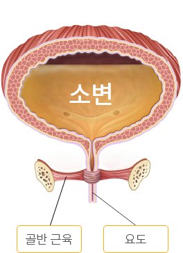 정상의 방광